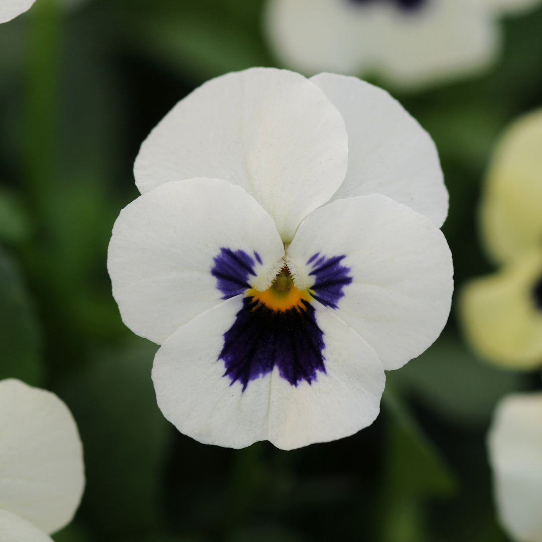 Viola cornuta 'PAS975385' ~ Sorbet™ XP White Blotch Viola-ServeScape