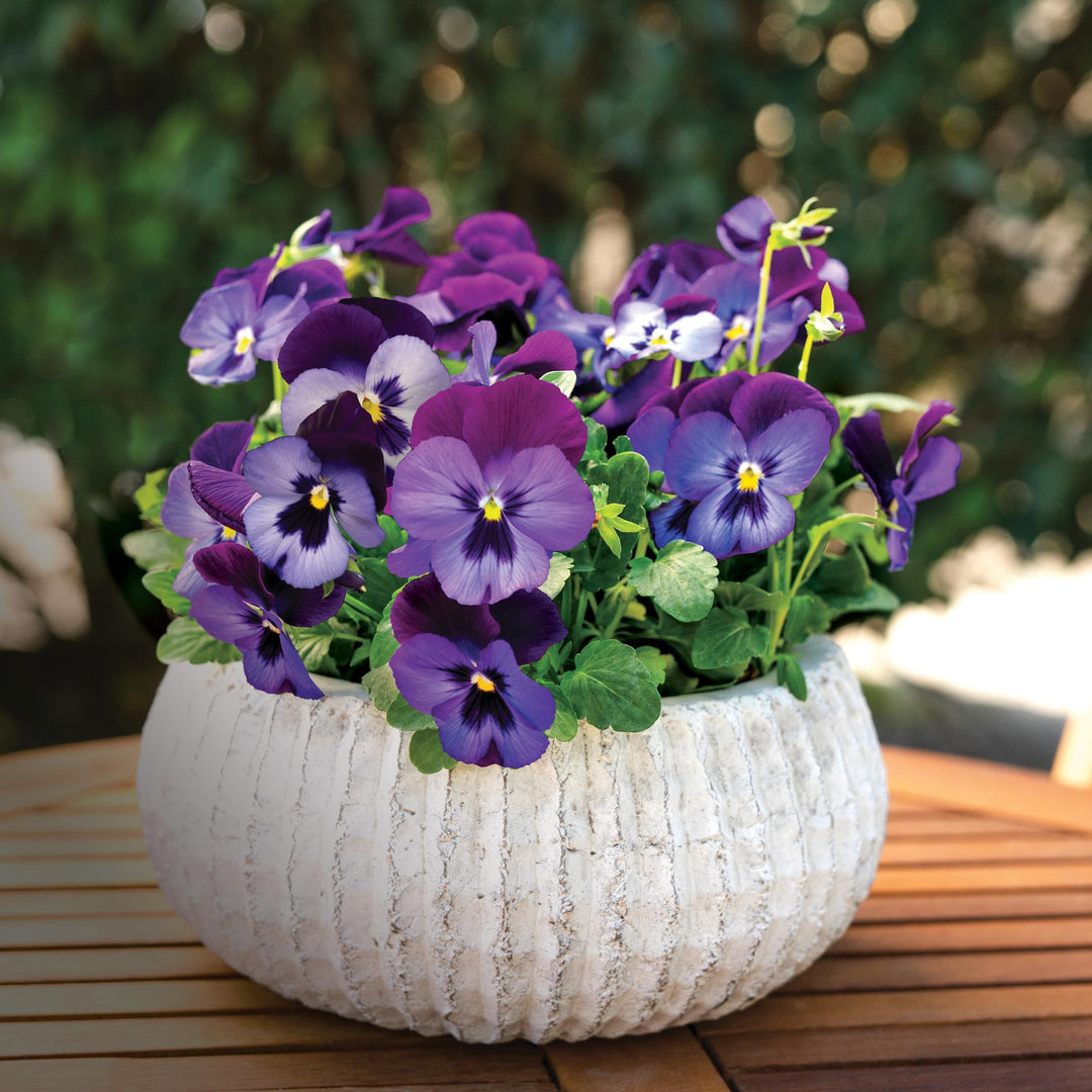 Viola cornuta 'Colormax Blue Jeans' ~ Colormax® Blue Jeans Viola-ServeScape