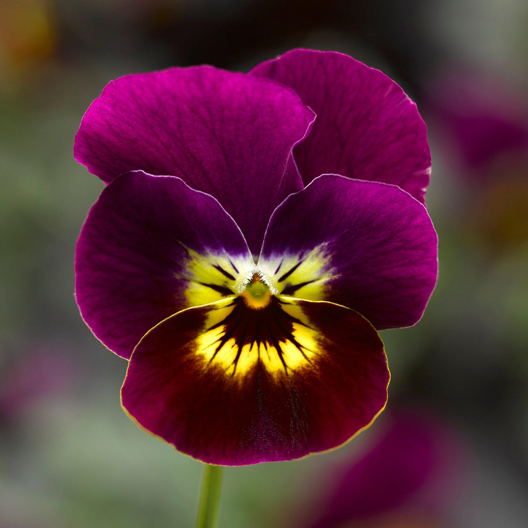 Viola cornuta 'Penny Violet Tiger Face' ~ Penny™ Violet Tiger Face Viola-ServeScape