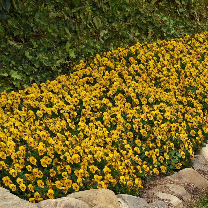 Viola cornuta 'PAS1443790' ~ Sorbet™ Tiger Eye Viola-ServeScape