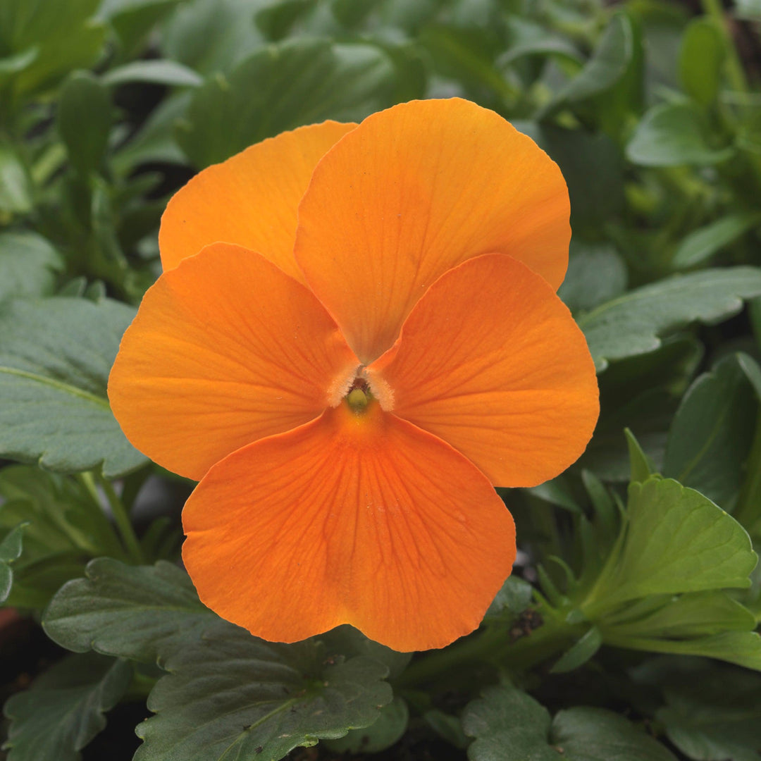 Viola cornuta 'PAS1171798' ~ Sorbet™ XP Deep Orange Viola-ServeScape