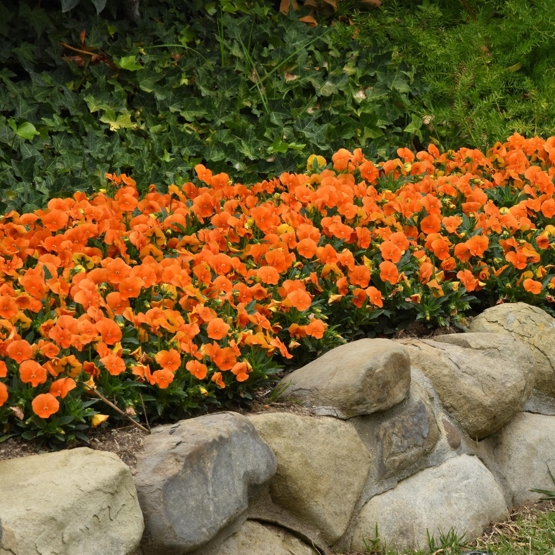 Viola cornuta 'PAS1171798' ~ Sorbet™ XP Deep Orange Viola-ServeScape