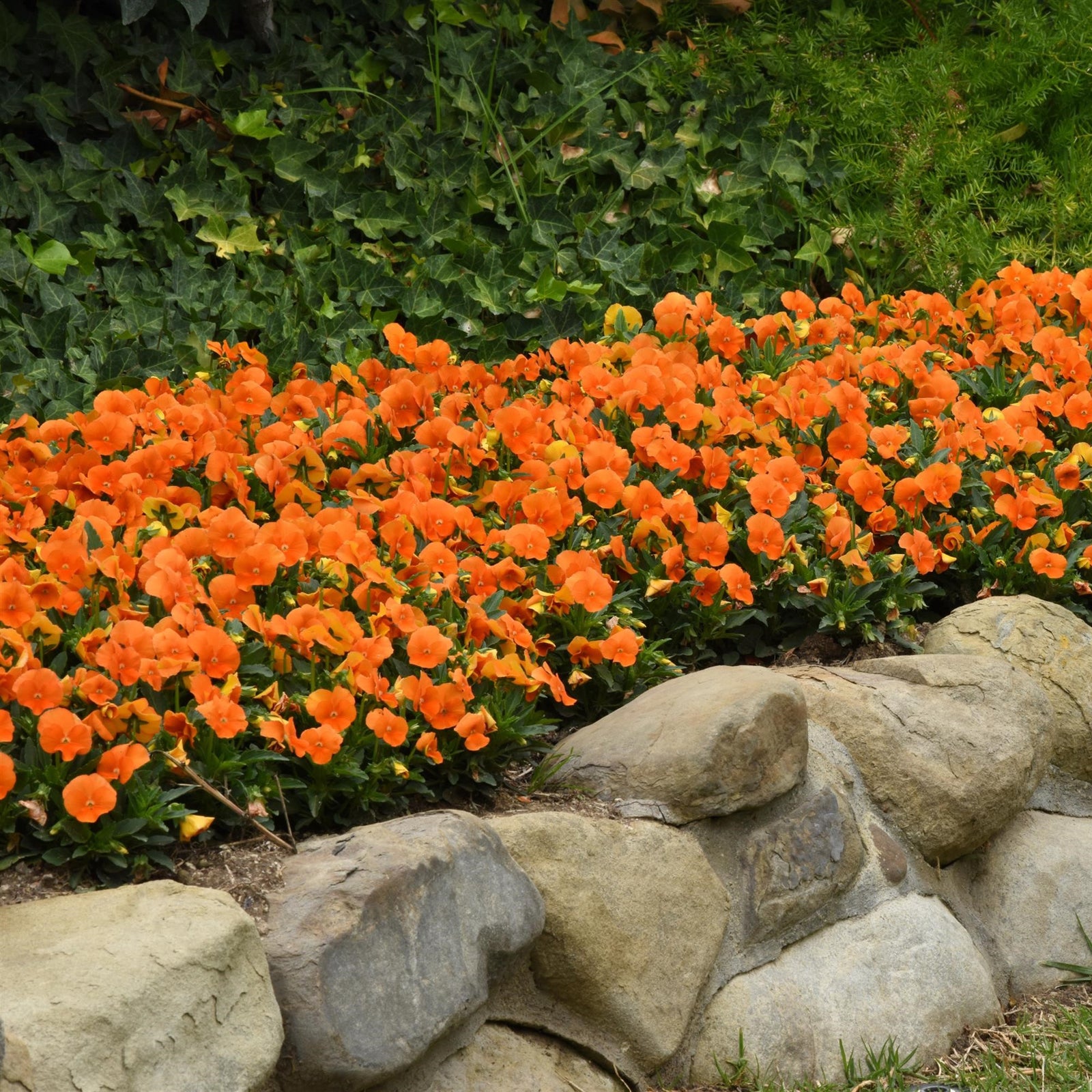 Viola cornuta 'PAS1171798' ~ Sorbet™ XP Deep Orange Viola-ServeScape