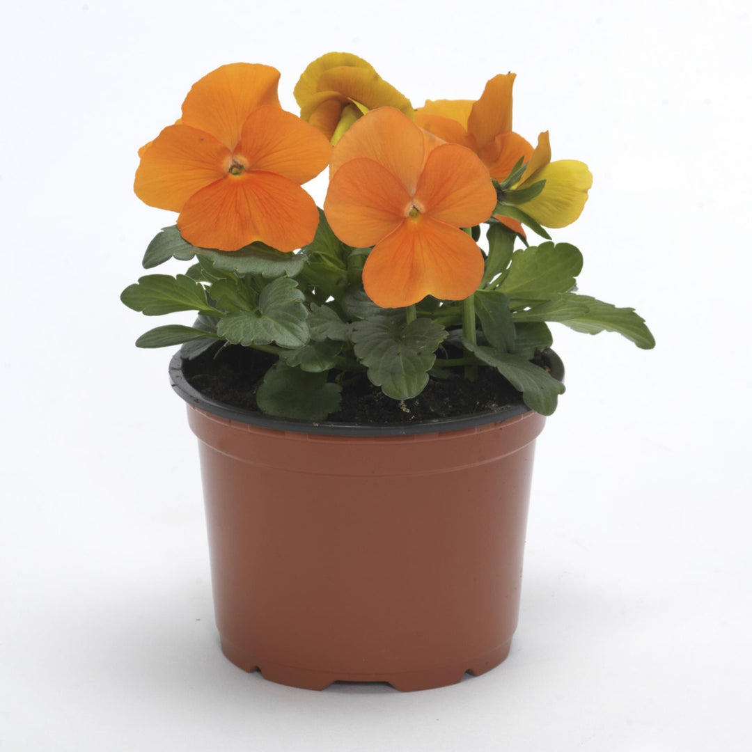 Viola cornuta 'PAS1171798' ~ Sorbet™ XP Deep Orange Viola-ServeScape