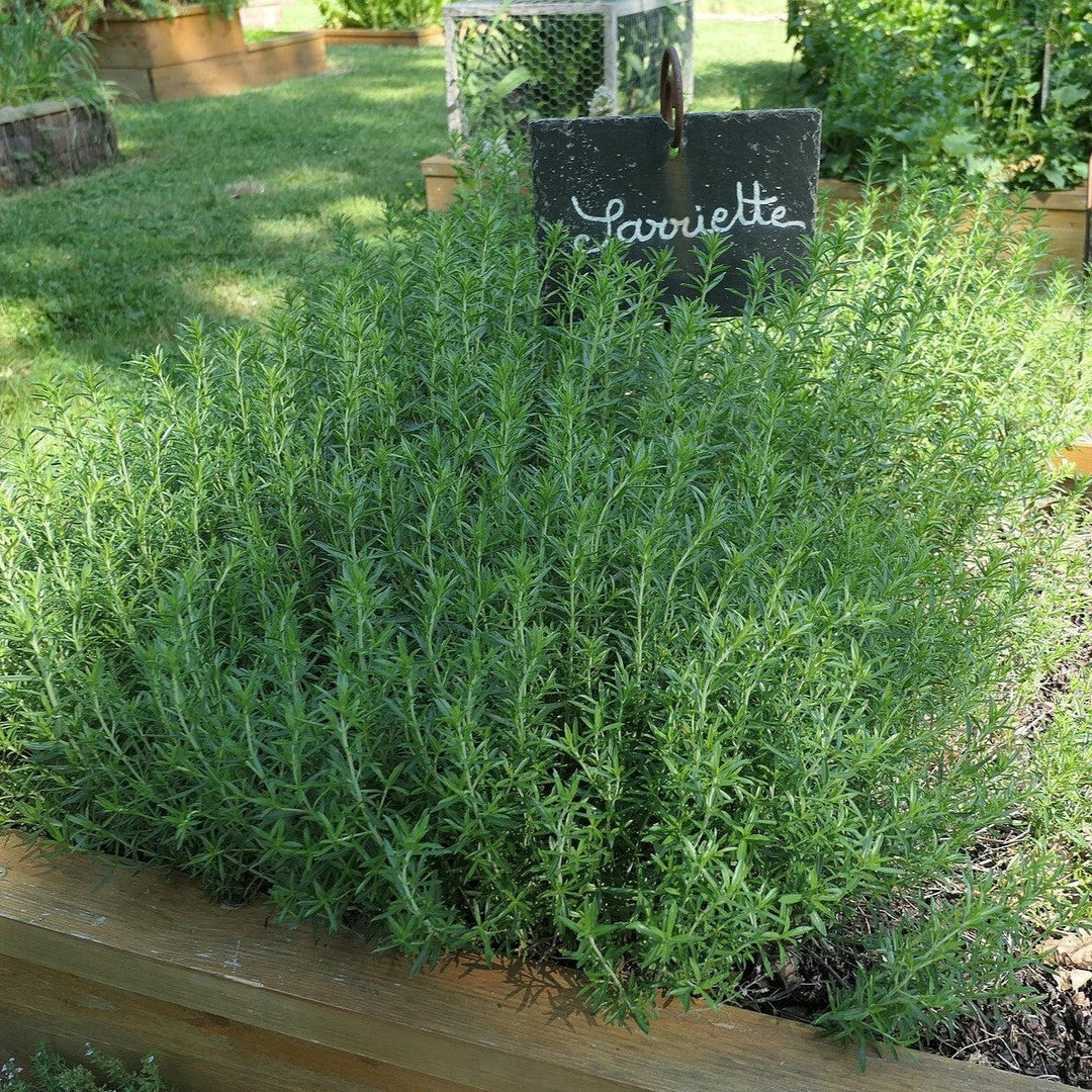Satureja hortensis ~ Summer Savory-ServeScape