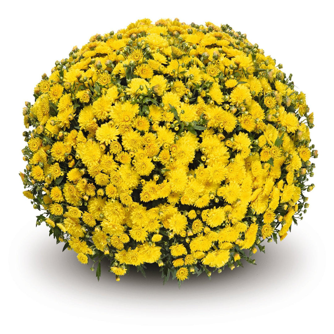 Chrysanthemum x morifolium 'Venos Yellow' ~ Venos Yellow Mum-ServeScape