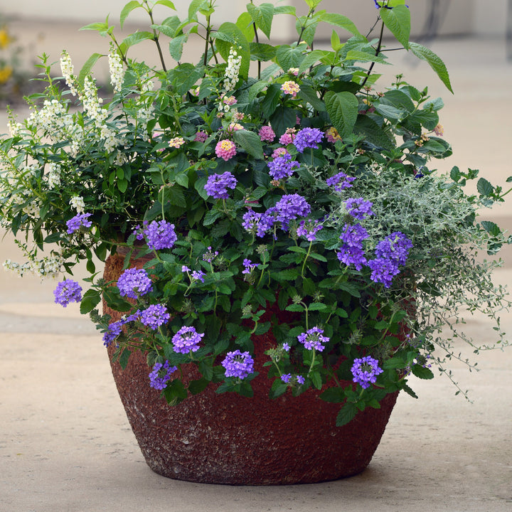 Verbena peruviana 'Balendluim' ~ EnduraScape™ Blue Improved Verbena-ServeScape