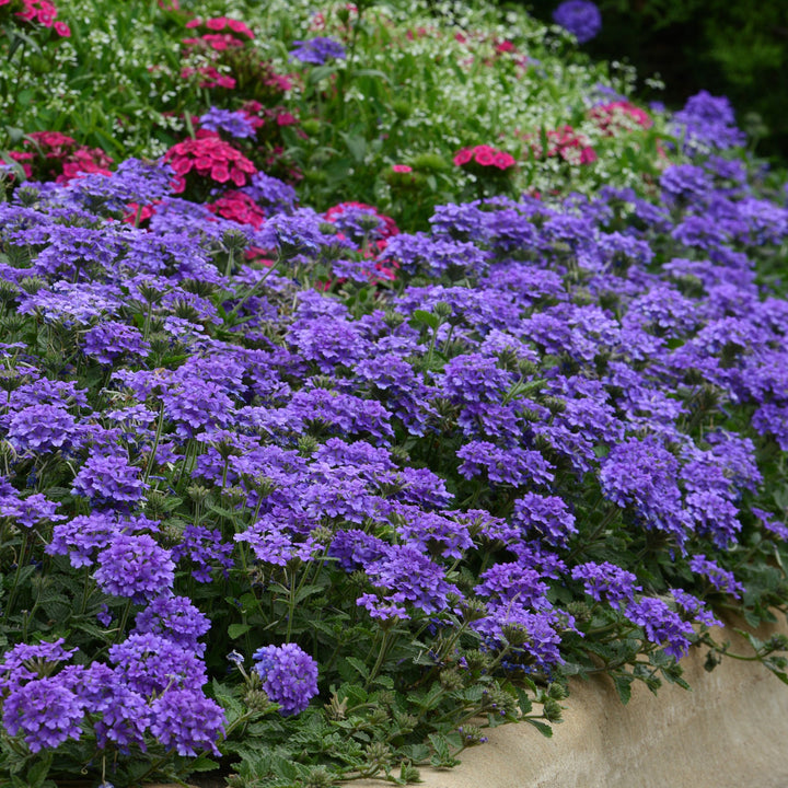 Verbena peruviana 'Balendluim' ~ EnduraScape™ Blue Improved Verbena-ServeScape