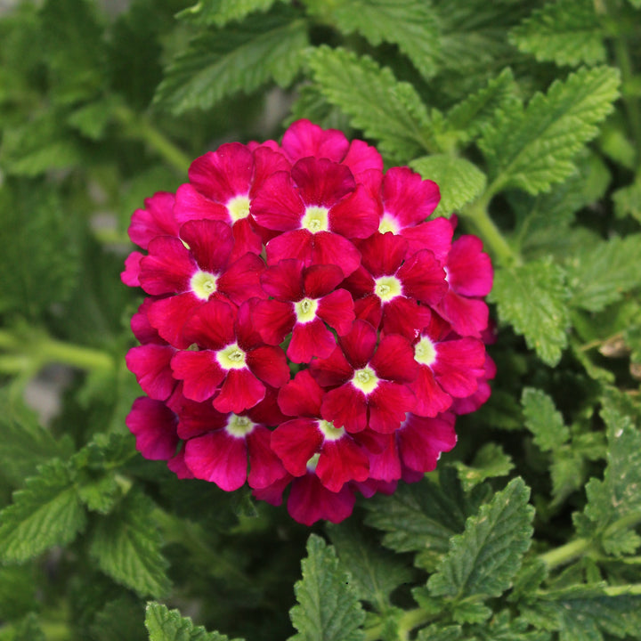 Verbena x hybrida 'Balfireburgim' ~ Firehouse™ Burgundy Verbena-ServeScape