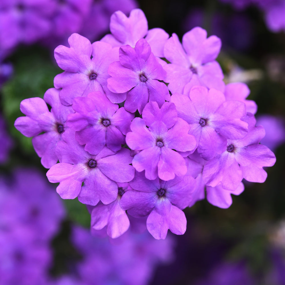 Verbena x hybrida 'Balfireape' ~ Firehouse™ Grape Verbena-ServeScape