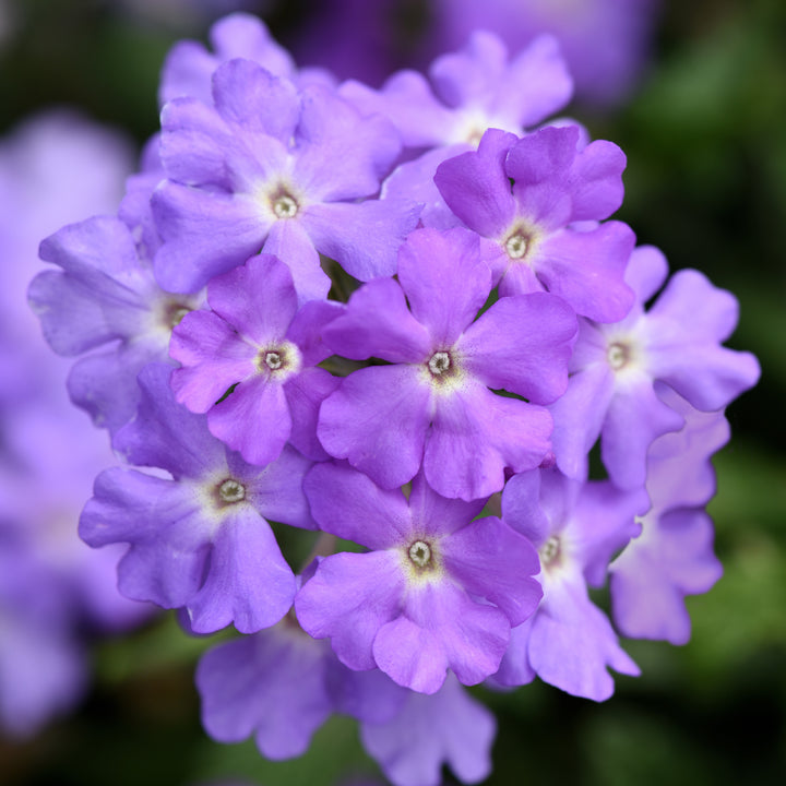 Verbena x hybrida 'Balfirelav' ~ Firehouse™ Lavender Verbena-ServeScape