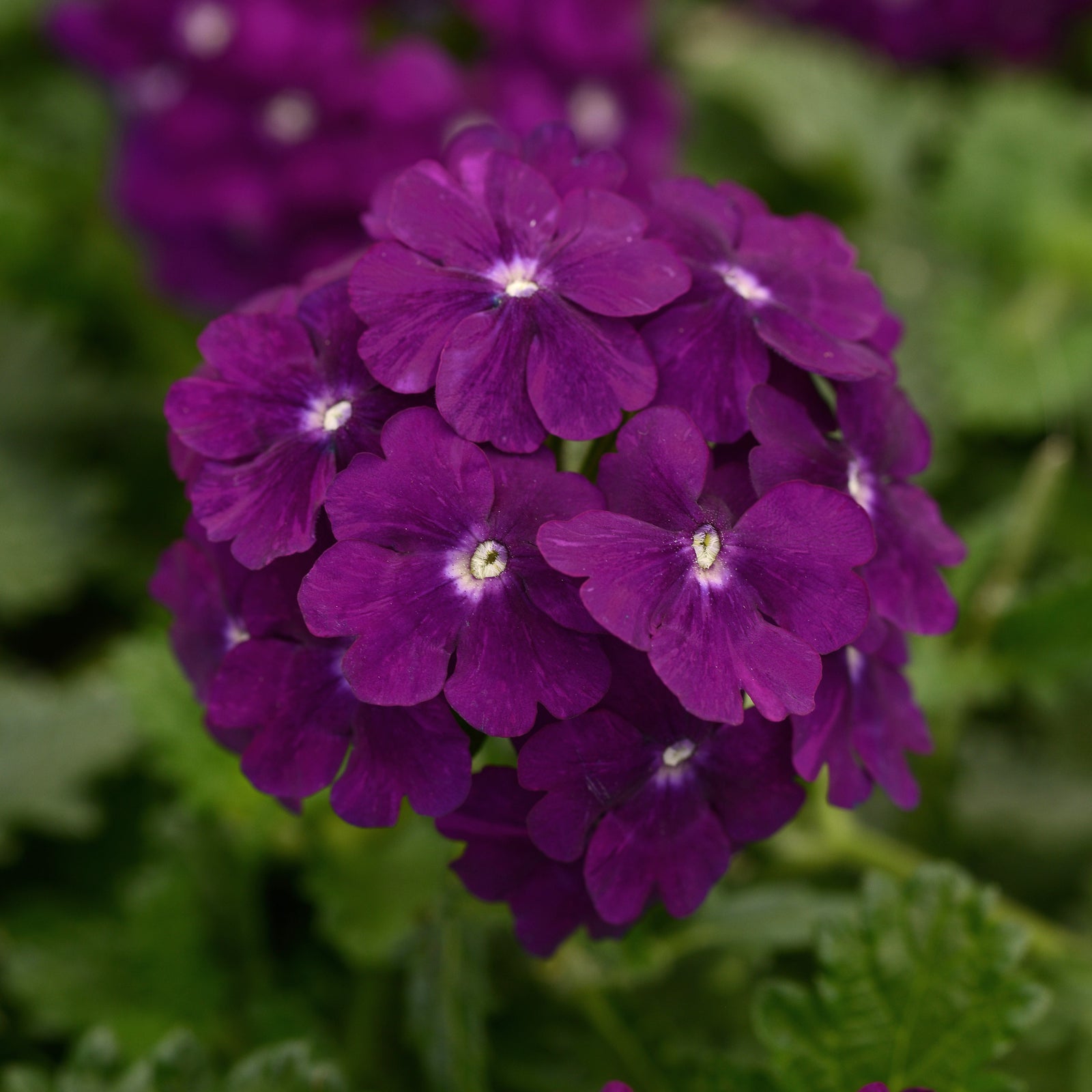 Verbena x hybrida 'Balfirepur' ~ Firehouse™ Purple Verbena-ServeScape