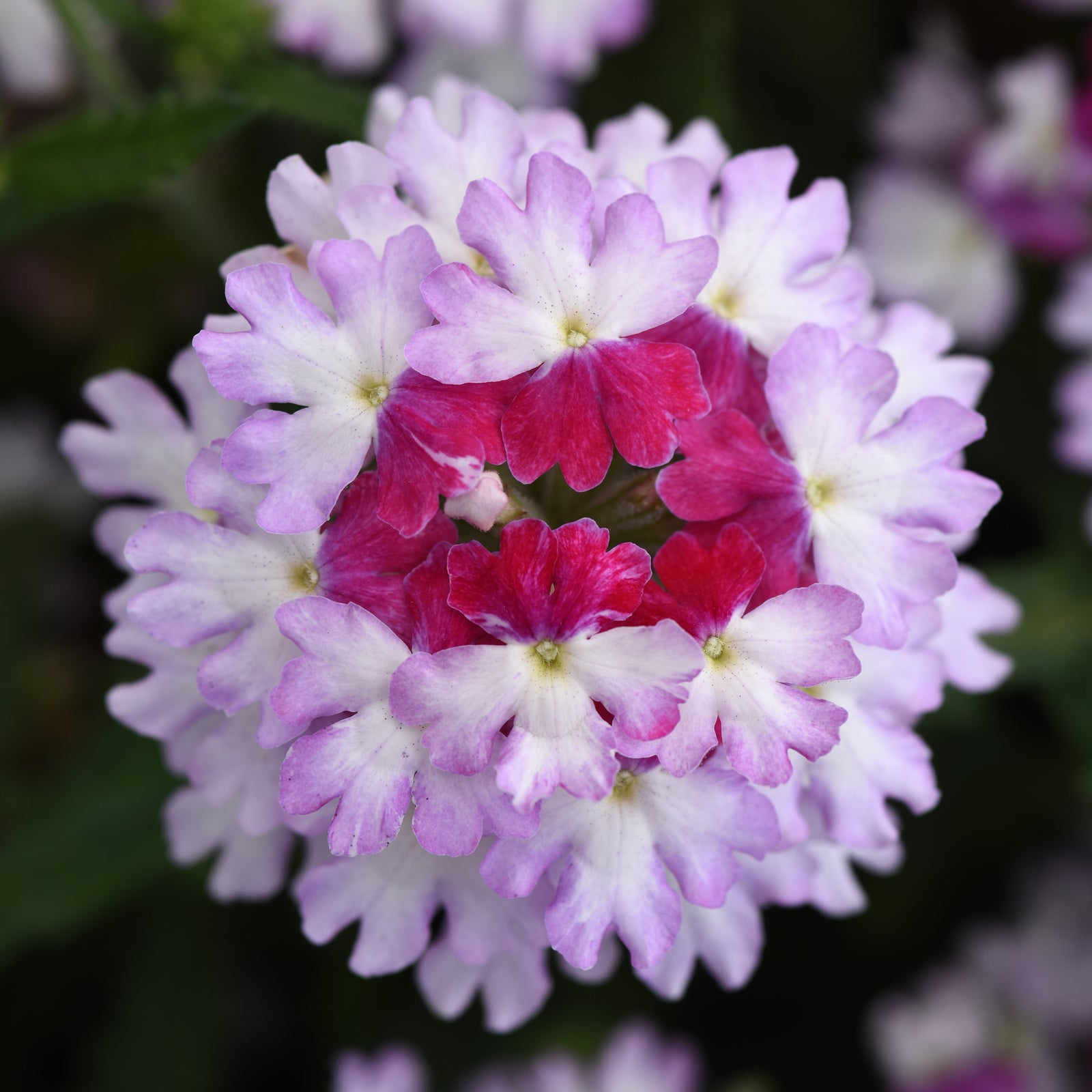 Verbena x hybrida 'Balfirepizzim' ~ Firehouse™ Purple Fizz Verbena-ServeScape
