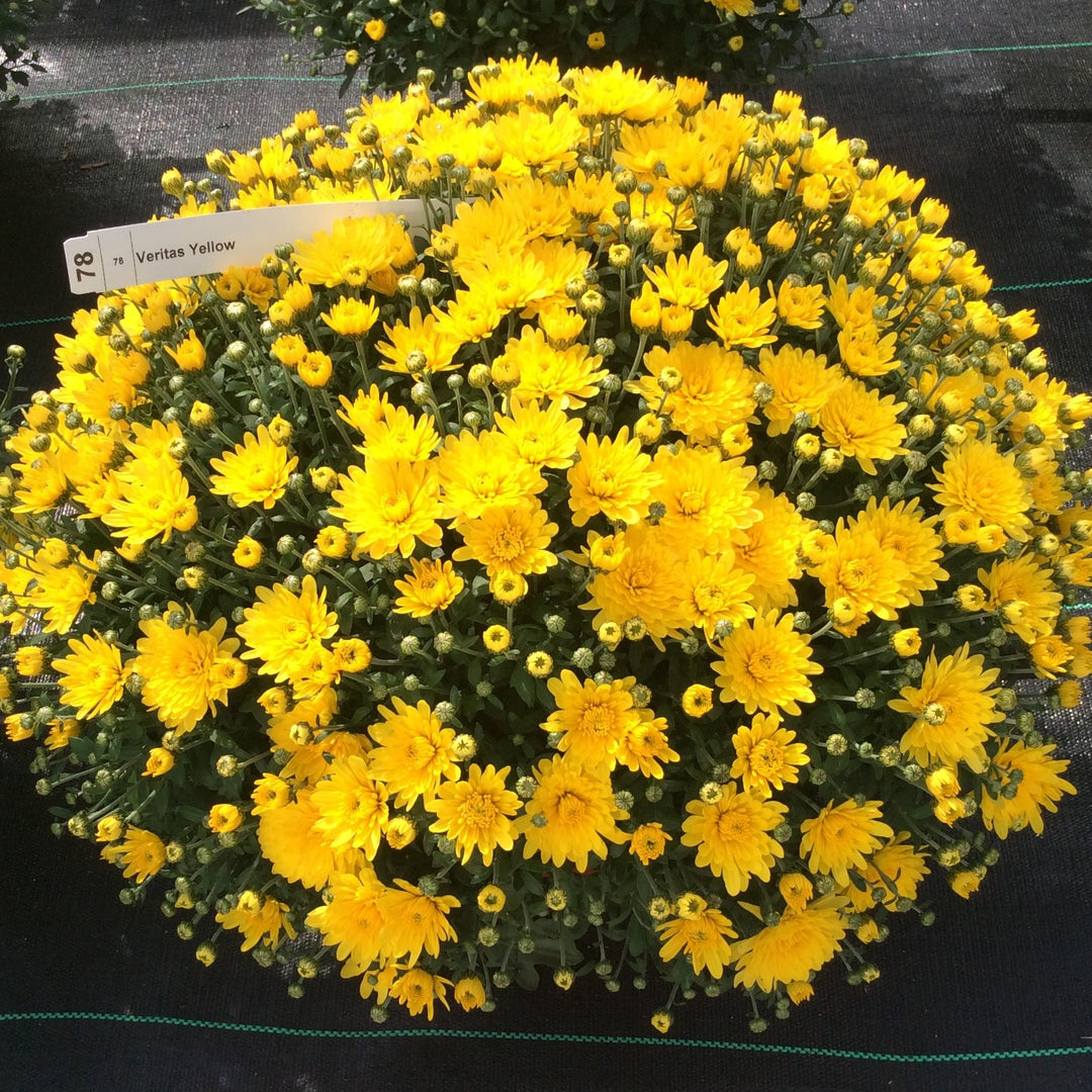 Chrysanthemum x morifolium 'Veritas Yellow' ~ Belgian Mums® Veritas Yellow Mum-ServeScape