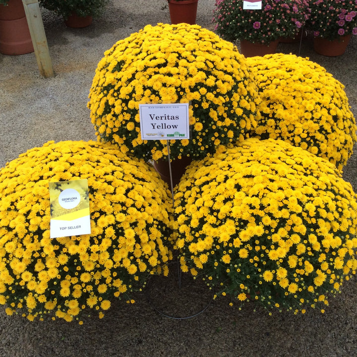 Chrysanthemum x morifolium 'Veritas Yellow' ~ Belgian Mums® Veritas Yellow Mum-ServeScape