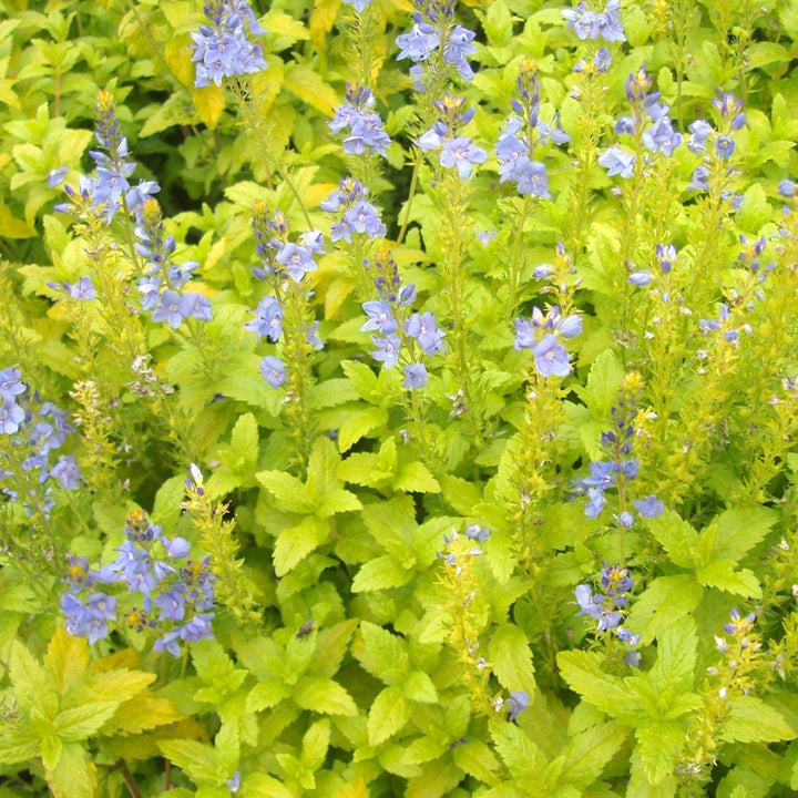 Veronica prostrata 'Aztec Gold' PP13354 ~ Aztec Gold Speedwell-ServeScape