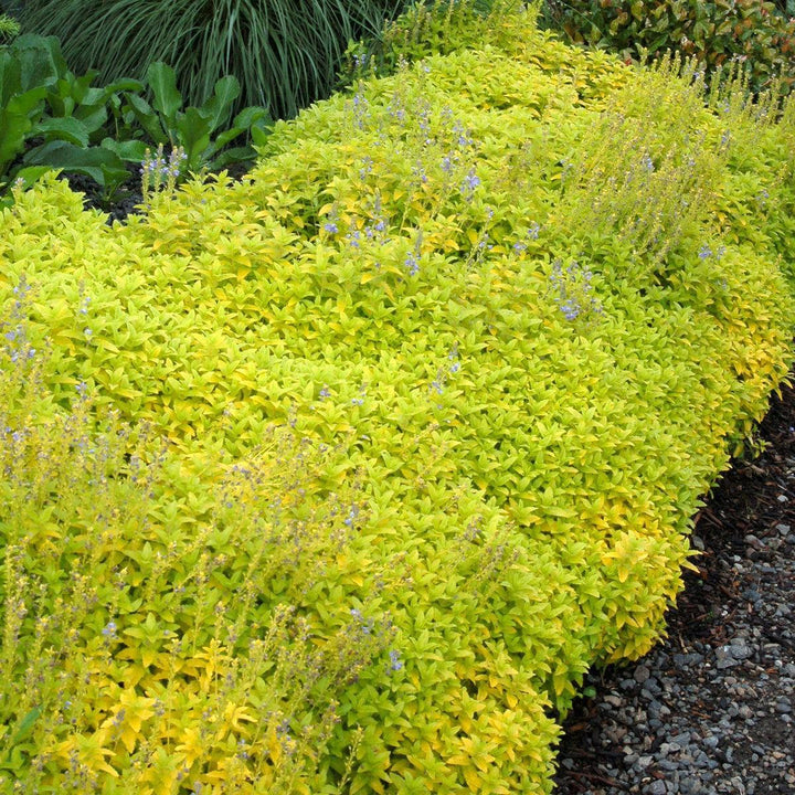 Veronica prostrata 'Aztec Gold' PP13354 ~ Aztec Gold Speedwell-ServeScape