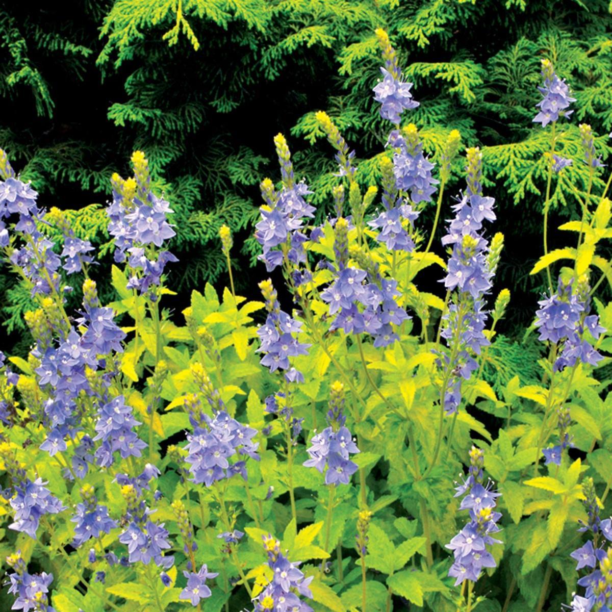 Veronica prostrata 'Aztec Gold' PP13354 ~ Aztec Gold Speedwell-ServeScape