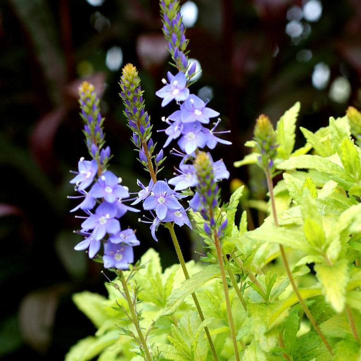 Veronica prostrata 'Aztec Gold' PP13354 ~ Aztec Gold Speedwell-ServeScape