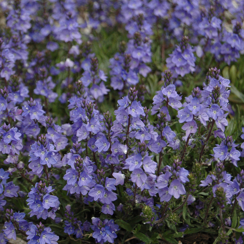 Veronica 'Blue Yonder' PP#27284 ~ Blue Yonder Speedwell-ServeScape