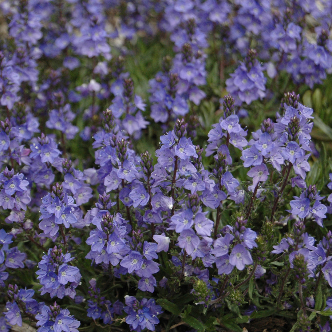 Veronica 'Blue Yonder' PP#27284 ~ Blue Yonder Speedwell-ServeScape