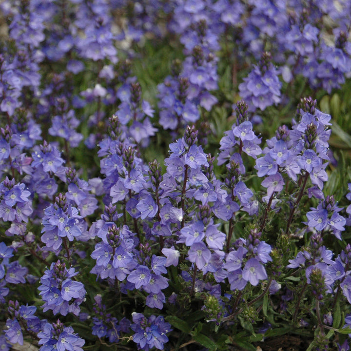 Veronica 'Blue Yonder' PP#27284 ~ Blue Yonder Speedwell-ServeScape