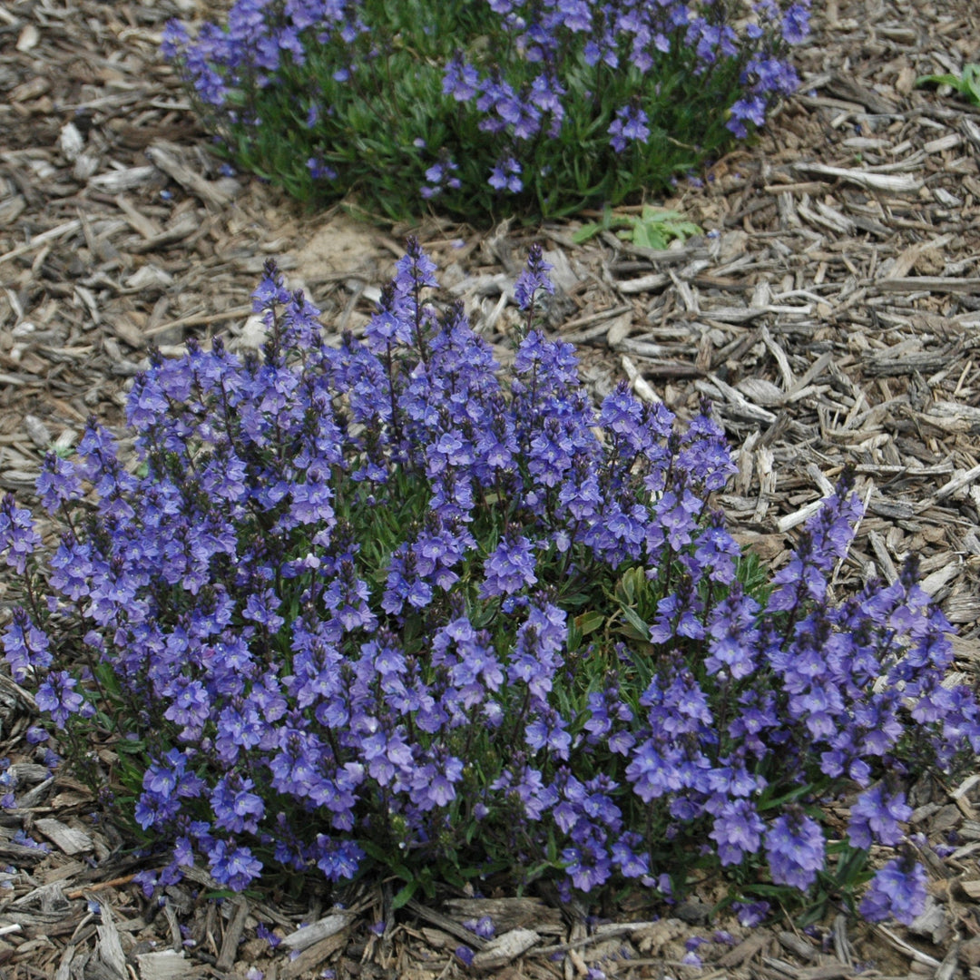 Veronica 'Blue Yonder' PP#27284 ~ Blue Yonder Speedwell-ServeScape