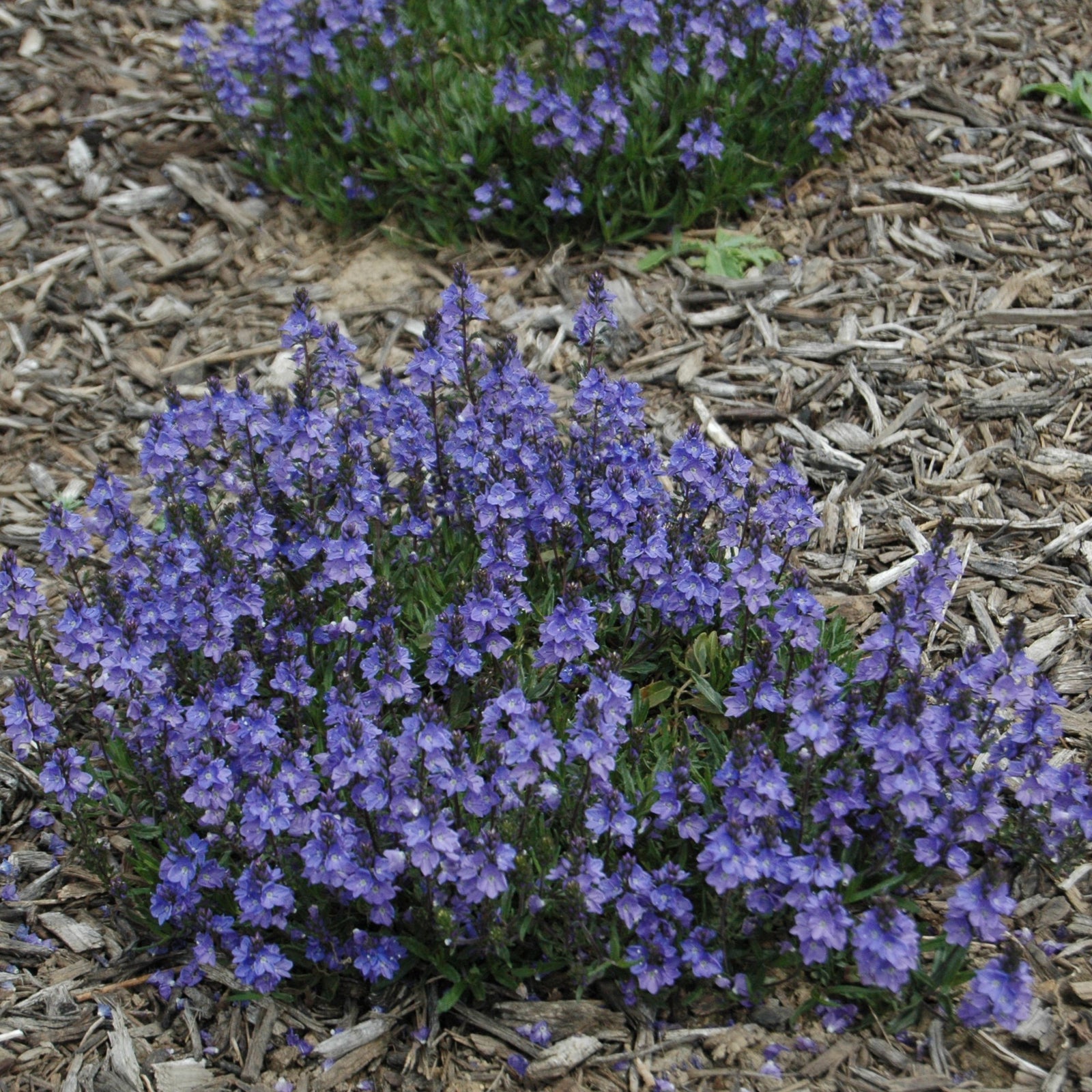 Veronica 'Blue Yonder' PP#27284 ~ Blue Yonder Speedwell-ServeScape