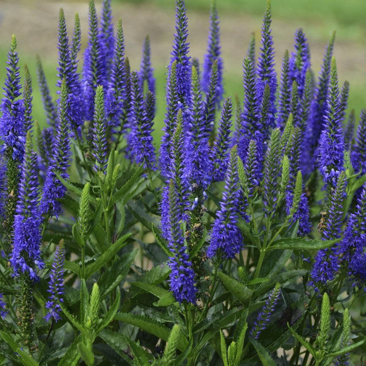 Veronica longifolia 'Royal Rembrandt' ~ Royal Rembrandt Veronica-ServeScape