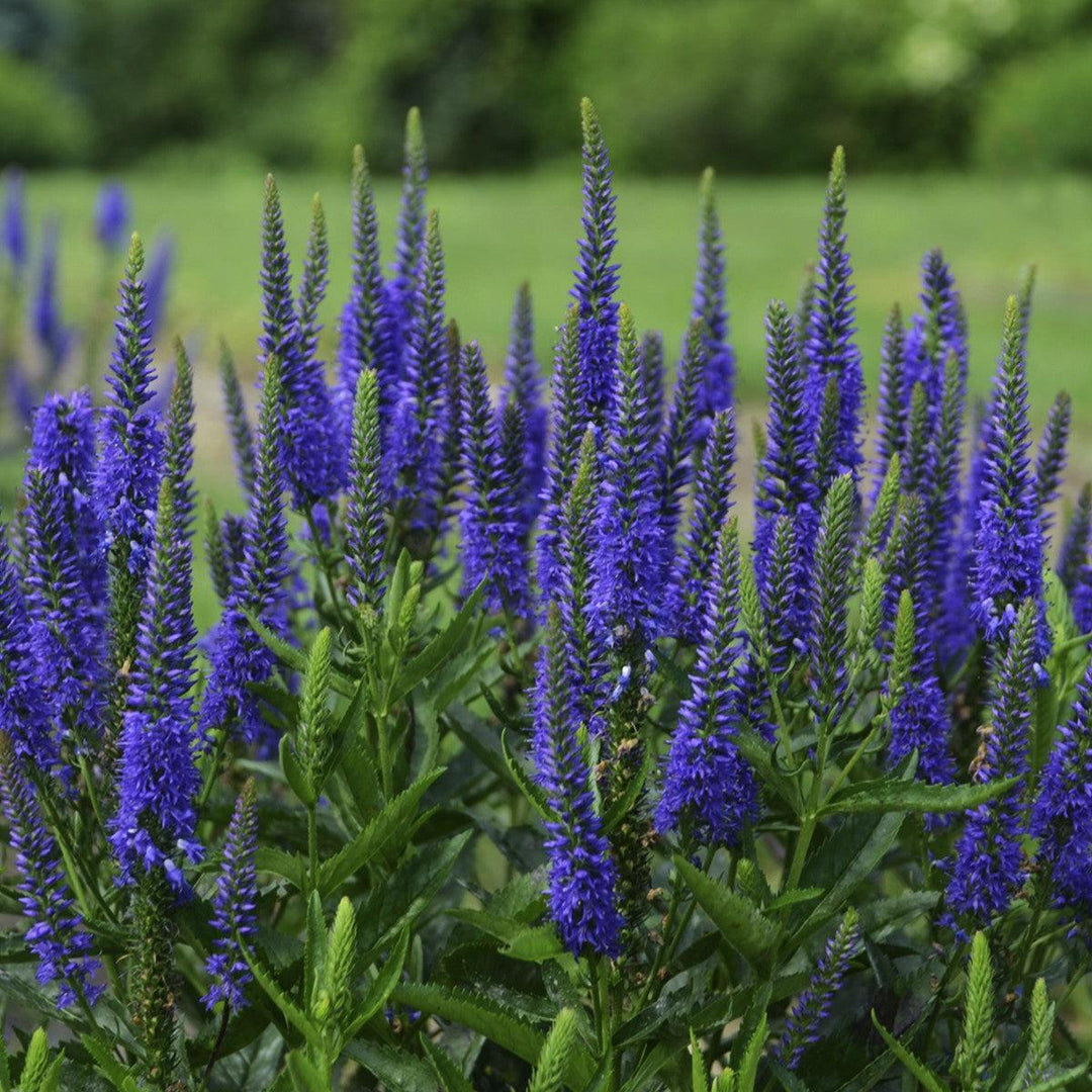 Veronica longifolia 'Royal Rembrandt' ~ Royal Rembrandt Veronica-ServeScape