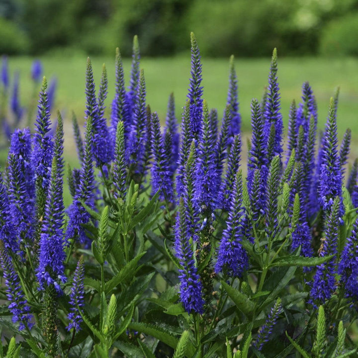 Veronica longifolia 'Royal Rembrandt' ~ Royal Rembrandt Veronica-ServeScape