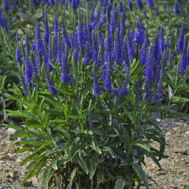 Veronica longifolia 'Royal Rembrandt' ~ Royal Rembrandt Veronica-ServeScape