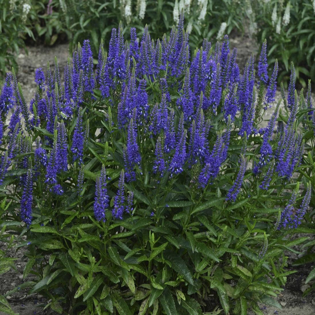 Veronica longifolia 'Royal Rembrandt' ~ Royal Rembrandt Veronica-ServeScape