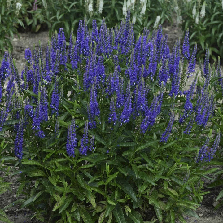 Veronica longifolia 'Royal Rembrandt' ~ Royal Rembrandt Veronica-ServeScape