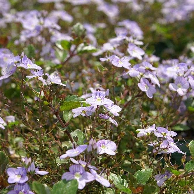 Veronica 'Waterperry Blue' ~ Waterperry Blue Veronica-ServeScape