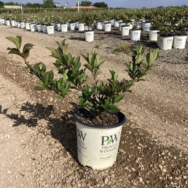 Viburnum x 'NCVX4' PP 33,229 ~ Sweet Talker® Viburnum-ServeScape