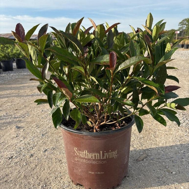 Viburnum odoratissimum 'Brant 01' PP30,449 ~ Coppertop™ Sweet Viburnum-ServeScape