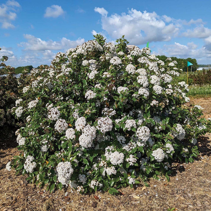 Viburnum x burkwoodii 'Vibfryhyb' ~ Snowy River™ Viburnum-ServeScape