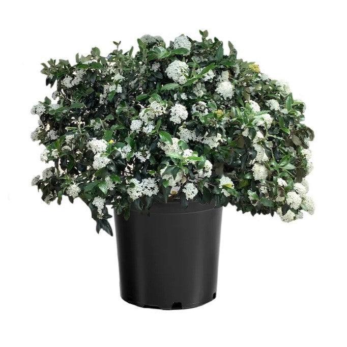 Viburnum x burkwoodii 'Vibfryhyb' ~ Snowy River™ Viburnum-ServeScape