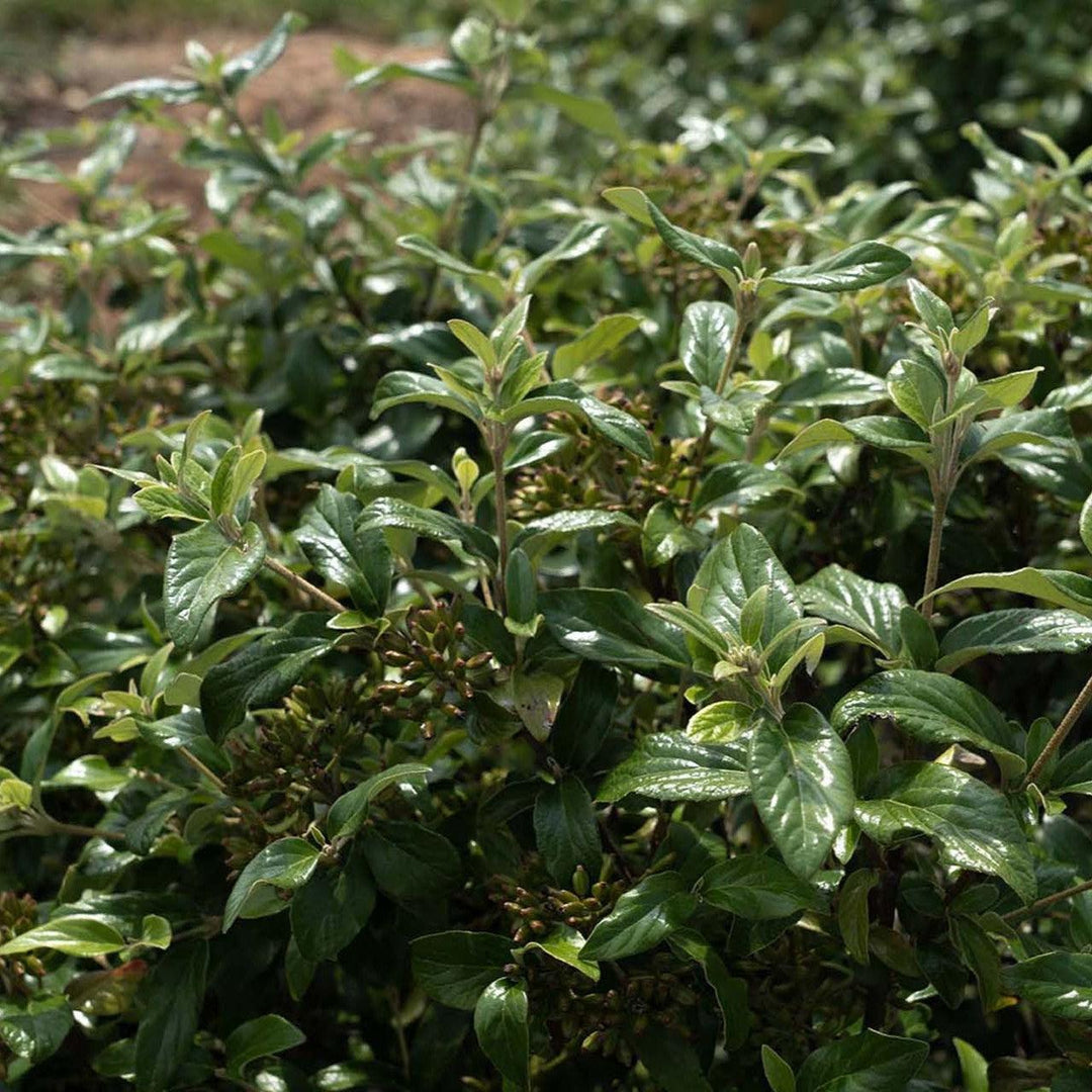 Viburnum x burkwoodii 'Vibfryhyb' ~ Snowy River™ Viburnum-ServeScape