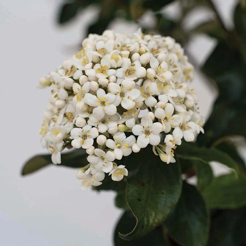 Viburnum x burkwoodii 'Vibfryhyb' ~ Snowy River™ Viburnum-ServeScape