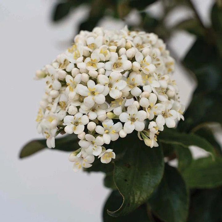 Viburnum x burkwoodii 'Vibfryhyb' ~ Snowy River™ Viburnum-ServeScape