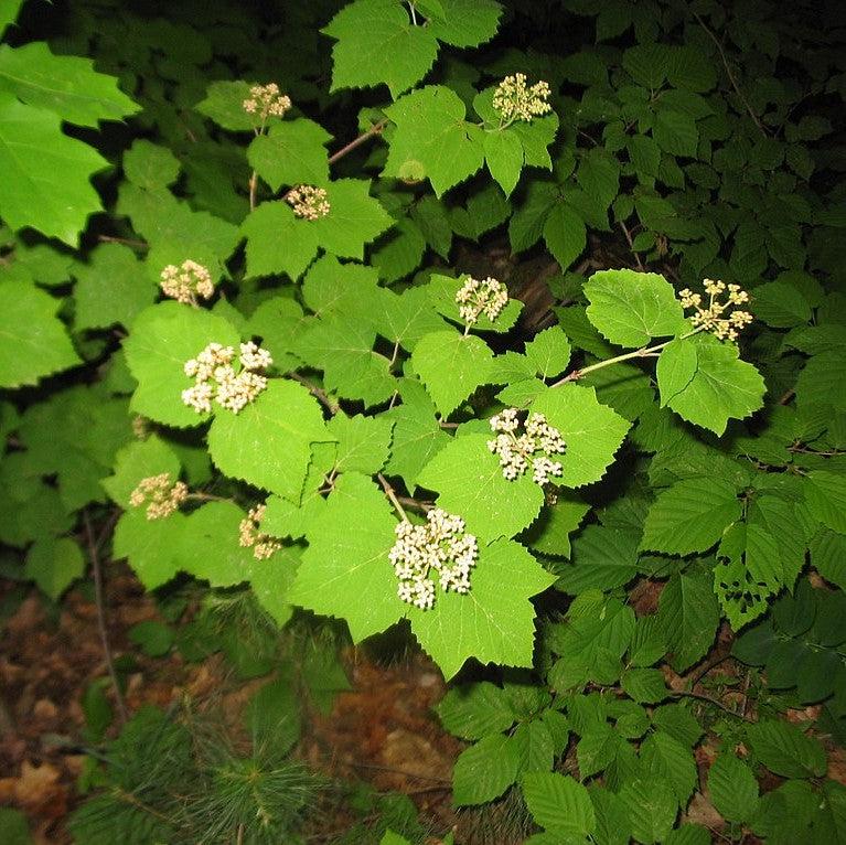 Viburnum acerifolium ~ Mapleleaf Viburnum-ServeScape