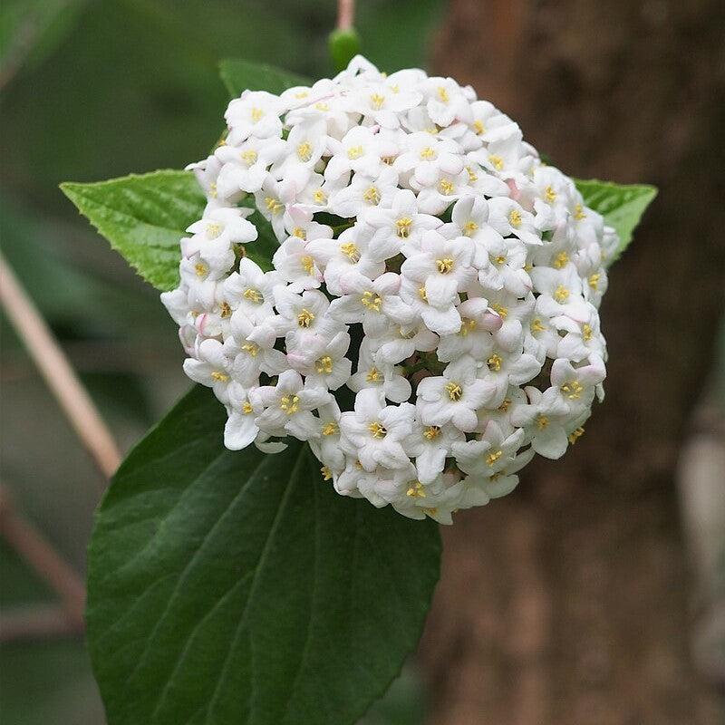 Viburnum x burkwoodii ~ Burkwood Viburnum-ServeScape