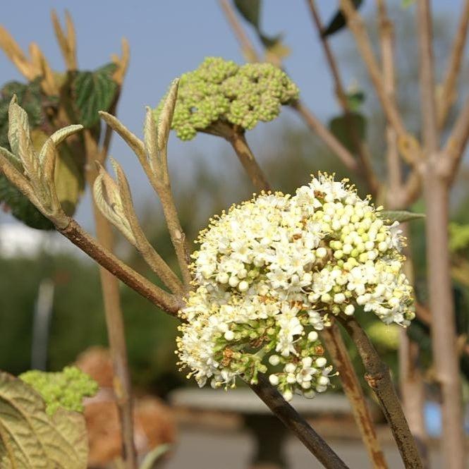 Viburnum × rhytidophylloides 'Alleghany' ~ Alleghany Viburnum-ServeScape