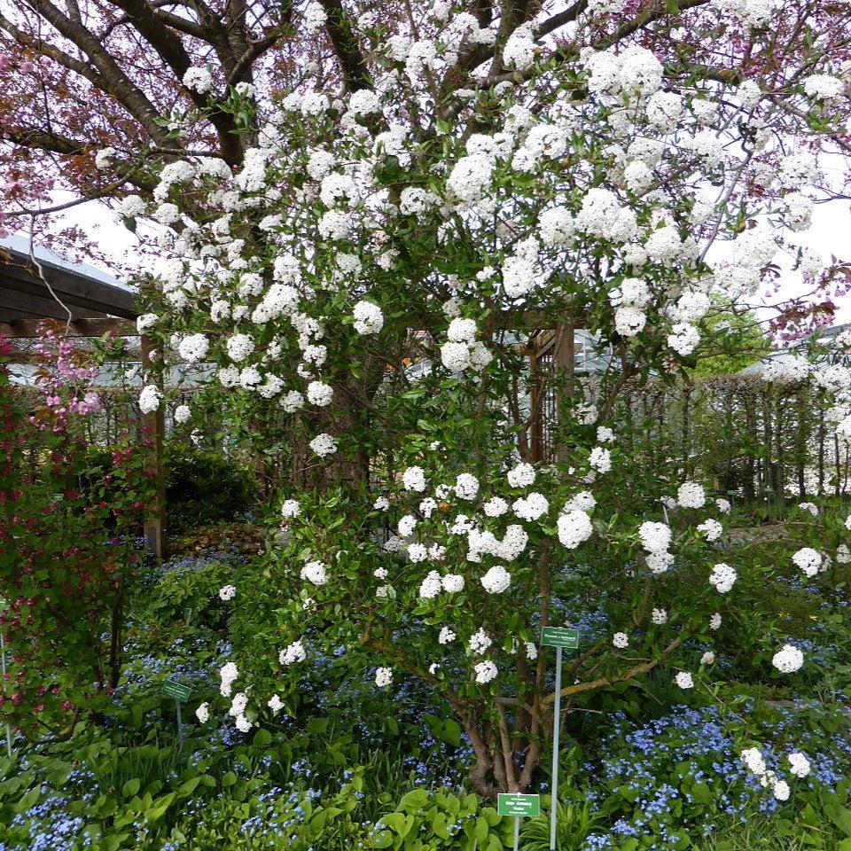 Viburnum x burkwoodii ~ Burkwood Viburnum-ServeScape