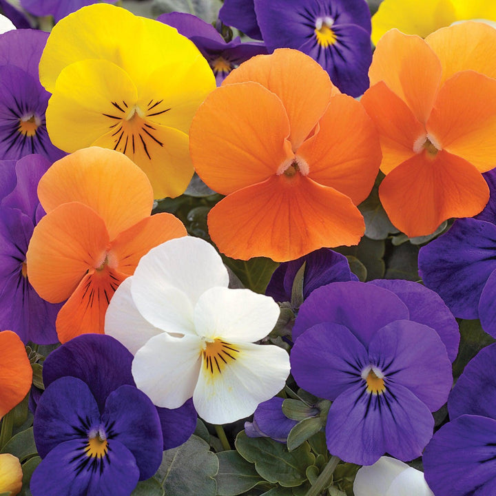 Viola cornuta 'Penny All-Season Mix' ~ Penny™ All-Season Mix Viola-ServeScape