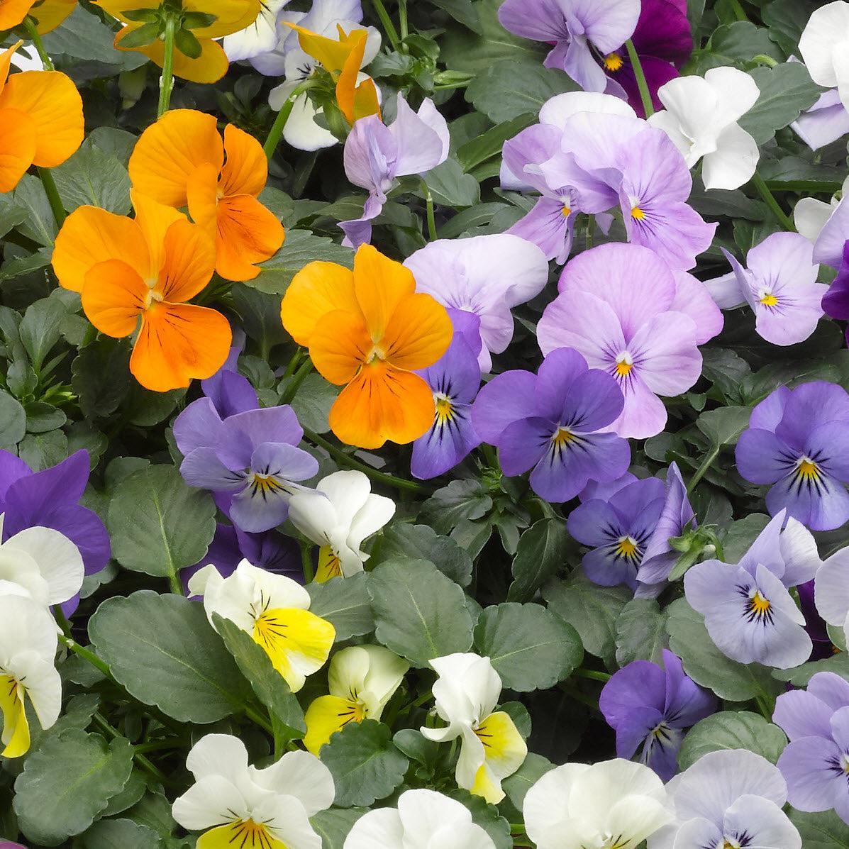 Viola cornuta 'Penny Lane Mix' ~ Penny™ Lane Mix Viola-ServeScape