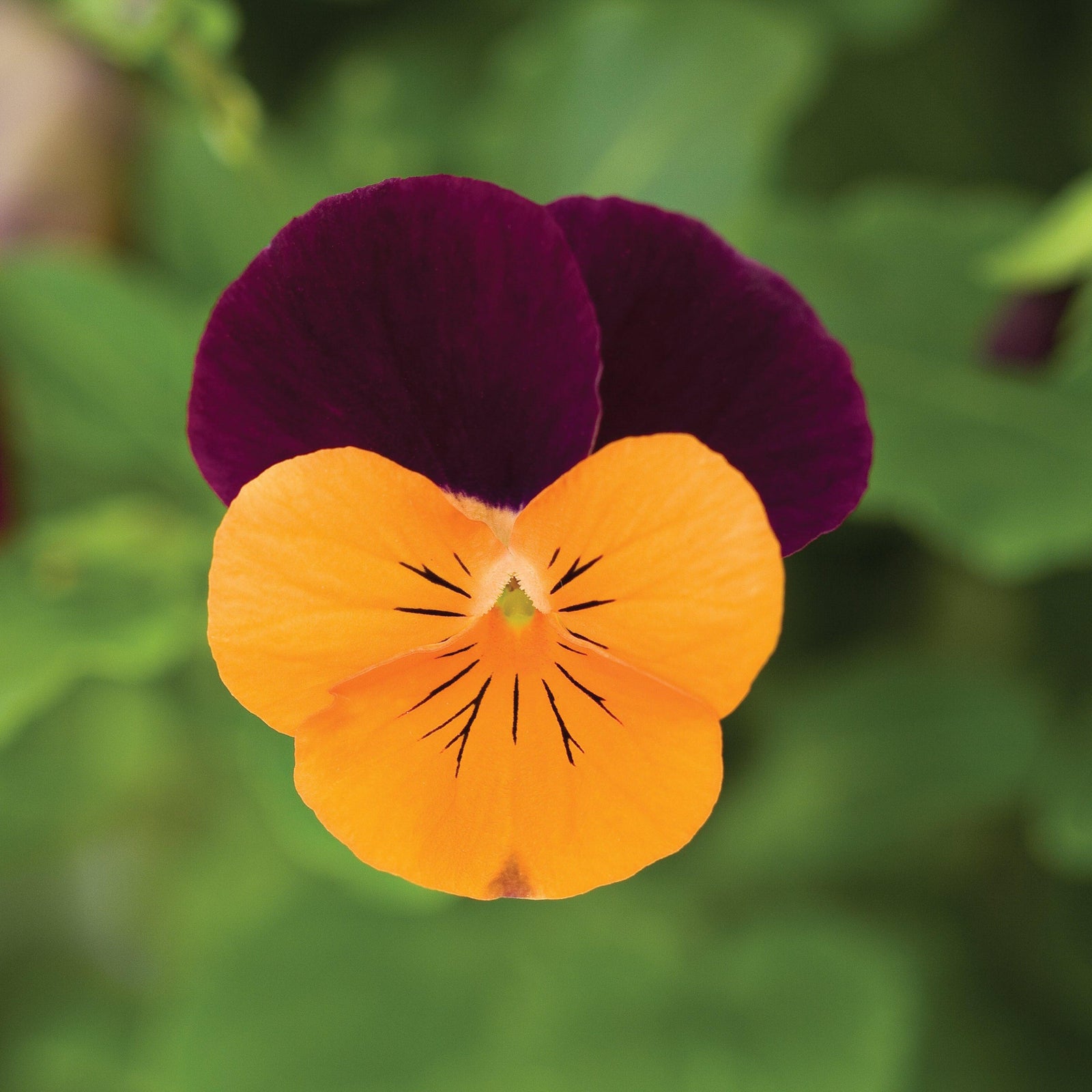 Viola cornuta 'Penny Orange Jump-Up' ~ Penny™ Orange Jump-Up Viola-ServeScape