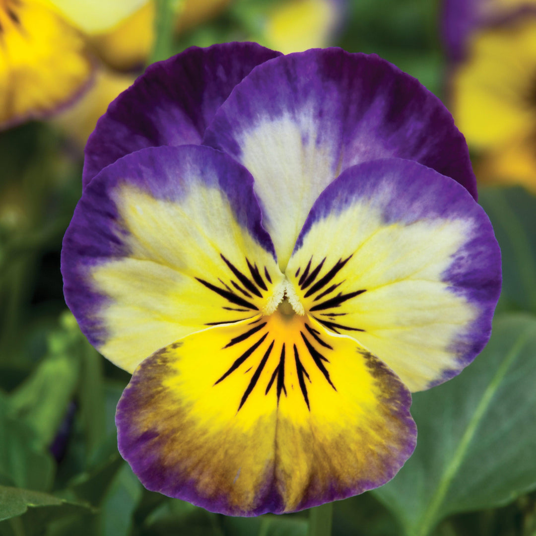 Viola cornuta 'Penny Primrose Picotee' ~ Penny™ Primrose Picotee Viola-ServeScape